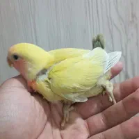 طوطی برزیلی سرلاکی زرد|پرنده|دزفول, |دیوار