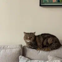 واگذاری گربه بریتیش چینچیلا|گربه|تهران, درکه|دیوار