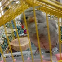 عروس هلندی ماده