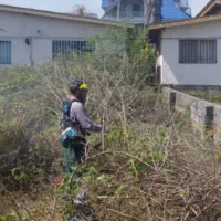 علف تراشی هرس درخت برش چوب کاشت نهال|خدمات باغبانی و درختکاری|عباس‌آباد, |دیوار