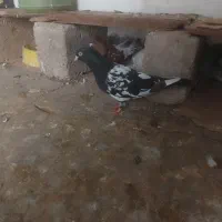 کبوتر کله ای