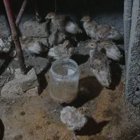 جوجه مرغ و بوقلمون