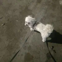 پت شیتزو تریر|سگ|تهران, قیطریه|دیوار