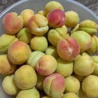 باغ فروشی غرق آباد روستای بالقلو