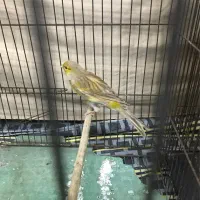 قناری و سره