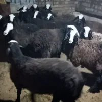 گوسفند ژن دار عتیقه شال بره ماده میش قوچ|حیوانات مزرعه|شیراز, آبیاری|دیوار