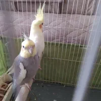 عروس هلندی مولد