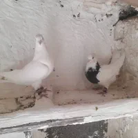 کمبود جا|پرنده|چرداول, |دیوار