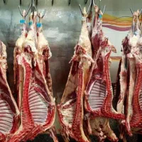 گوشت گرم کشتار روز گوساله سیمینتال و بره نر