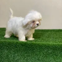 توله شیتزو عروسکی سوپر فلت