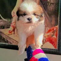 واگذاری سگ شیتزو سوپرفلت و پامرانین