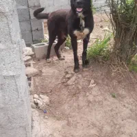 سگ سراب نر
