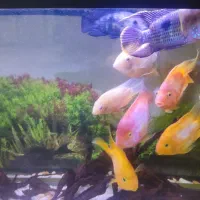 ماهی گوشتخوار