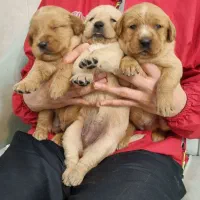 بچه گلدن های استثنایی و زیبا|سگ|اصفهان, فرح آباد|دیوار