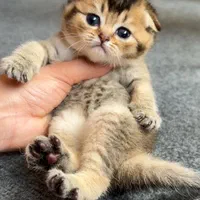 دنیای گربه های اسکاتیش فولد اصیل|گربه|رشت, دیلمان|دیوار