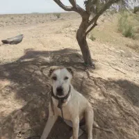 سگ گم شده