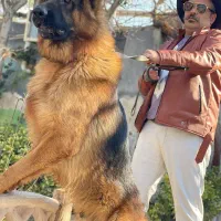 ژرمن سرخ سیا ژرمن بلک بالغ و توله گرید A