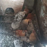 مرغ محلی تخم گذار