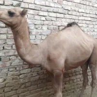 شتر|حیوانات مزرعه|زاهدان, |دیوار