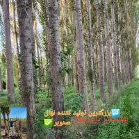 خرید انواع چوب صنوبر با بهترین قیمت پرداخت باسکول