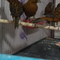 قناری سوخته،کبالت،ردبلک|پرنده|بندر ماهشهر, |دیوار