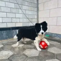 سگ نژاد کالی همان سگ انگلیسی