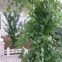 فروش خانه ویلایی 240متری دوخوابه در دستگرد کهک|فروش خانه و ویلا|قم, هنرستان|دیوار