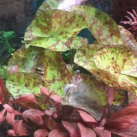 نیلوفر افریقایی