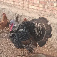 بوقلمون ‌نر|حیوانات مزرعه|خسروشاه, |دیوار