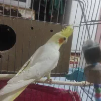 سه عدد عروس هلندی سالم و بالغ