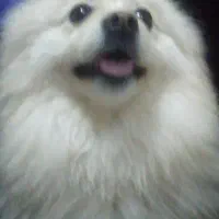 پاور  روباهی اصیل وارداتی