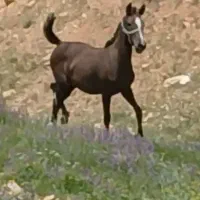 کره ماده پرخون معاوضه با گوسفند