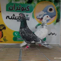 کبوتر شهرستانی|پرنده|سربیشه, |دیوار