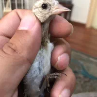 سهره رسمی شهرکرد ۶تا یکجائی دونه ای ۱/۲۰۰