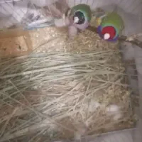 سه عددفنچ گلدین ۲عددنرویک ماده