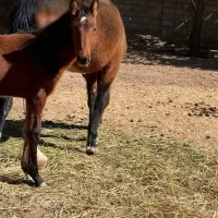 اسب مادیان پرشی ی سر خارجی و کره یک ساله ورزشی