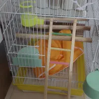 قفس پرنده عروس هلندی ومرغ عشق