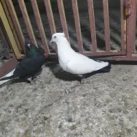 دمسیاه ماده اشعل کوهی دورک|پرنده|باوی, |دیوار