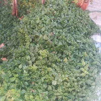 زمین تجاری با سند تک‌برگ خ شهید بافنده