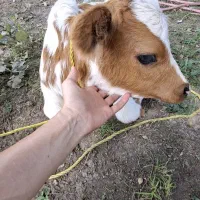 گوساله چالوسی ۲ ماهه