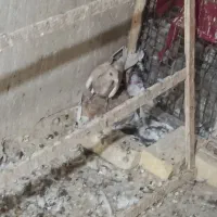 زاجر کیلومتری|پرنده|یزد, |دیوار