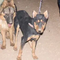 دوبرمن یکونیم ساله ماده|سگ|سیدان, |دیوار