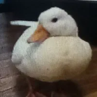 فروش یک عدد اردک سفید زیبا ودستی
