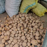 سیب زمینی‌1402کلمباقارچ‌شده