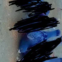 کبوتر دورگ ماده