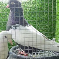 سینه سیاه نر چینگ سفید