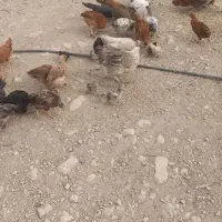 جوجه های گلپایگانی|حیوانات مزرعه|دهدشت, |دیوار