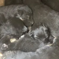 توله ژرمن شپرد پدر وارداتی با کیفیت نر و ماده|سگ|آبیک, |دیوار