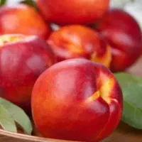 تولید و فروش نهال شلیل بیگ تاب|خدمات باغبانی و درختکاری|میانه, |دیوار