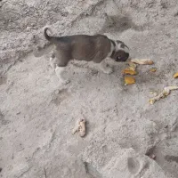 سگ پا گوتاه افغانی|سگ|نسیم‌شهر, |دیوار